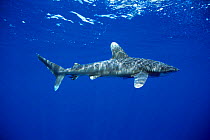 Oceanic whitetip shark {Carcharhinus longimanus} Hawaii, Pacific Ocean.