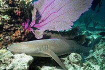 Nurse shark {Ginglymostoma cirratum}, Bahamas.