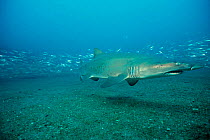 Sand tiger shark {Carcharias taurus}, Atlantic Ocean.