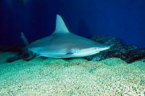 Sandbar shark {Carcharhinus plumbeus}, Pacific Ocean.