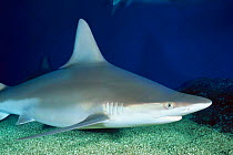 Sandbar shark {Carcharhinus plumbeus}, Pacific Ocean.