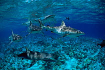 School of Grey reef sharks {Carcharhinus amblyrhynchos}, Micronesia.