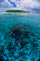 School of Grey reef sharks {Carcharhinus amblyrhynchos} near surface Micronesia.
