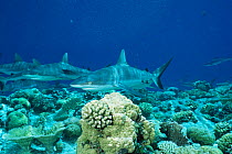 School of Grey reef sharks {Carcharhinus amblyrhynchos} on coral reef Micronesia.
