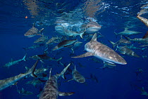 School of Grey reef sharks {Carcharhinus amblyrhynchos} Micronesia.