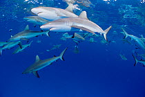 RF- School of Grey reef sharks (Carcharhinus amblyrhynchos). Micronesia. (This image may be licensed either as rights managed or royalty free.)