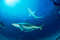 School of Blacktip sharks {Carcharhinus limbatus}, Bahamas
