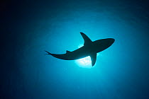 RF- Blacktip shark (Carcharhinus limbatus) silhouetted. Bahamas. (This image may be licensed either as rights managed or royalty free.)