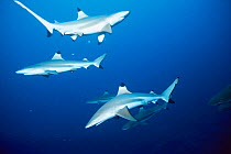 School of Blacktip sharks {Carcharhinus melanopterus}, Pacific.