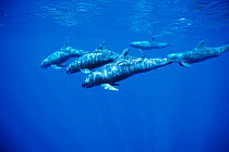 Pod of Pygmy killer whales {Feresa attenuata}, Pacific