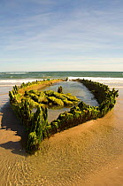 Ancient ship wreck on beach at low tide, Holy Island, UK.