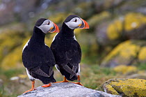 Pair of Atlantic puffins {Fratercula artica} standing on rock. Farne Islands, UK.