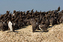 Common guillemot {Uria aalge} colony. Panting in midday heat. Farne Islands, UK.