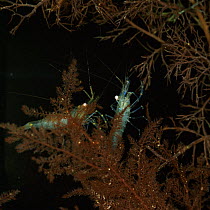 Pair of Common prawns at night {Palaemon / Leander serratus} note eye reflection