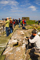 Bird photographers viewing a European shag. Farne Islands, UK.