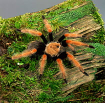 Mexican superb / beauty tarantula spider {Brachypelma / Euathlus boehmi} captive