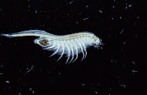 Brine shrimp {Artemia salina} female with fertilised eggs in pouch.