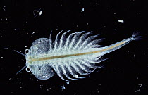 Brine shrimp {Artemia salina} male showing claspers