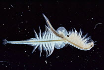 Brine shrimp {Artemia salina} male clasping egg laden female