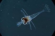 Common prawn {Palaemon / Leander serratus} newly hatched larva.