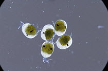Common prawn {Palaemon / Leander serratus} developing eggs.
