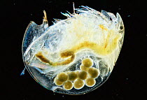 Water flea {Eurycercus lamellata} female carrying eggs.