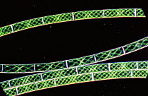 Filamentous green algae {Spirogyra sp} showing cell structure