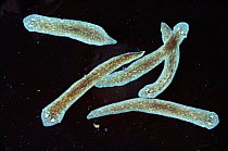 Group of freshwater Flatworms {Dugesia tigrina}