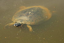 Arrau / Giant South American turtle {Podocnemis expansa}. Amazon, Brazil.
