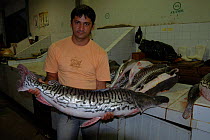 Man with Tiger shovelnose catfish in fish market in Santarem, Para State, Brazil.