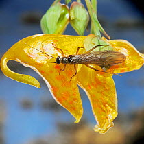 Stone fly {Leuctra fusca} on balsam flower, Europe