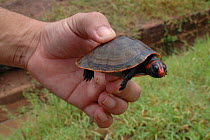 Human hand holding unknown species of South American terrapin. Brazil. Captured in Tapajos river, Sanarem, Para State.