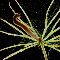 Leech {Glossiphonia sp} amongst water weed.