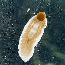 Flatworm {Dendrocoelum lacteum} with newly laid egg capsule.