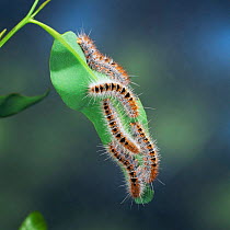 Processionary caterpillars of Bag shelter moth {Ochrogaster lunifer / contraria} Australia.