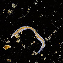 Freshwater worm {Dero} amongst pond debris