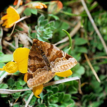 Burnet companion moth {Euclidia / Ectypa glyphica} Europe