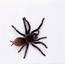 Red rump tarantula {Brachypelma / Euathlus vagans}. Captive, occurs Central-America.