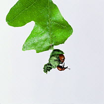 Oak roller weevil {Attelabus nitens} pair on freshly rolled Oak leaf, UK.