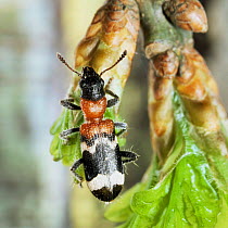 Ant beetle {Thanasimus formicarius} on oak twig. Europe