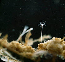 Obelia hydra {Coelenterata hydrozoa} first polypop colony