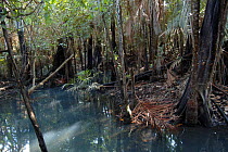 Waterlogged forest. Alter do Chao, Brazil.