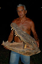 Man with Caiman {Caiman niger} skull. Santarem, Brazil. {Melanosuchus niger}