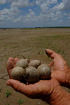 Man holding five Large billed tern eggs in hand {Phaetusa simplex} Brazil.