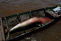 Dead Giant arapaima / Pirarucu {Arapaima gigas} in fishing boat. Brazil.