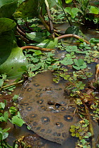 Topside view of Freshwater stingray {Potamotrygon motoro}, Brazil.