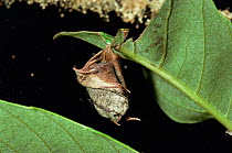 Oak roller weevil {Attelabus nitens} rolled Sweet chestnut leaf, UK.