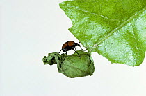 Oak roller weevil {Attelabus nitens} on freshly rolled leaf, UK.