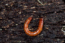 Wire worm, larva of Click beetle {Agriotes sp}