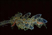 Marine diatom {Grammatophora sp} on Bryozoan